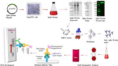 Development and validation of a rapid and easy-to-perform point-of-care lateral flow immunoassay (LFIA) for the detection of SARS-CoV-2 spike protein